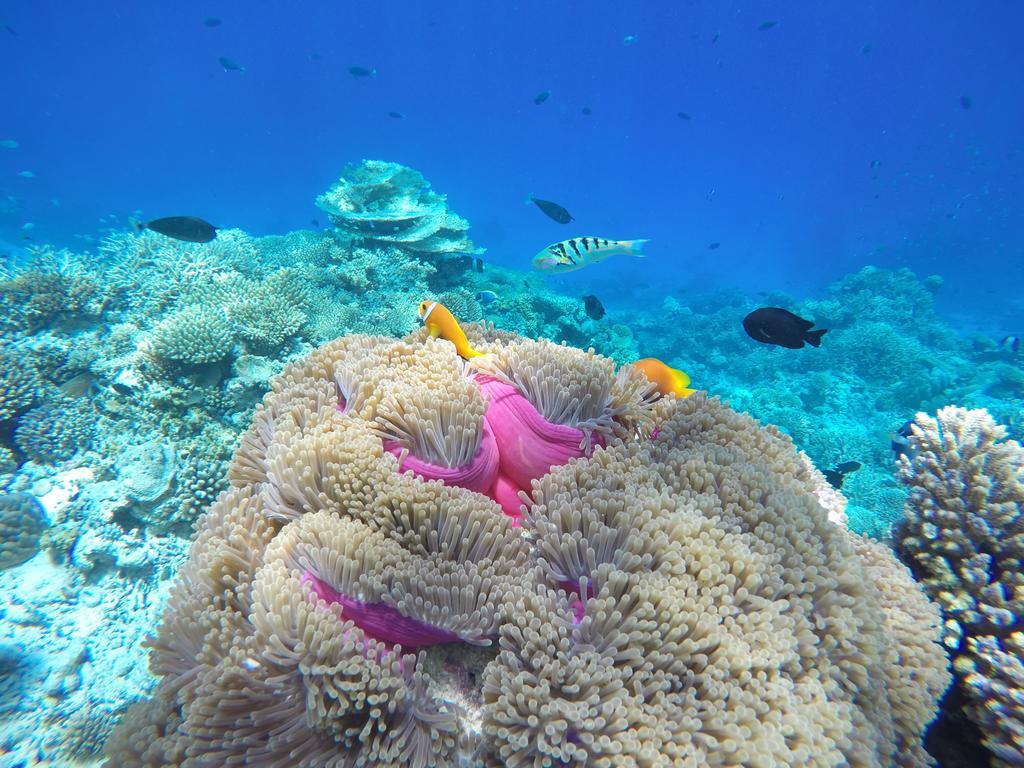 Lily Rest Maldives Hotel Maafushi Bagian luar foto
