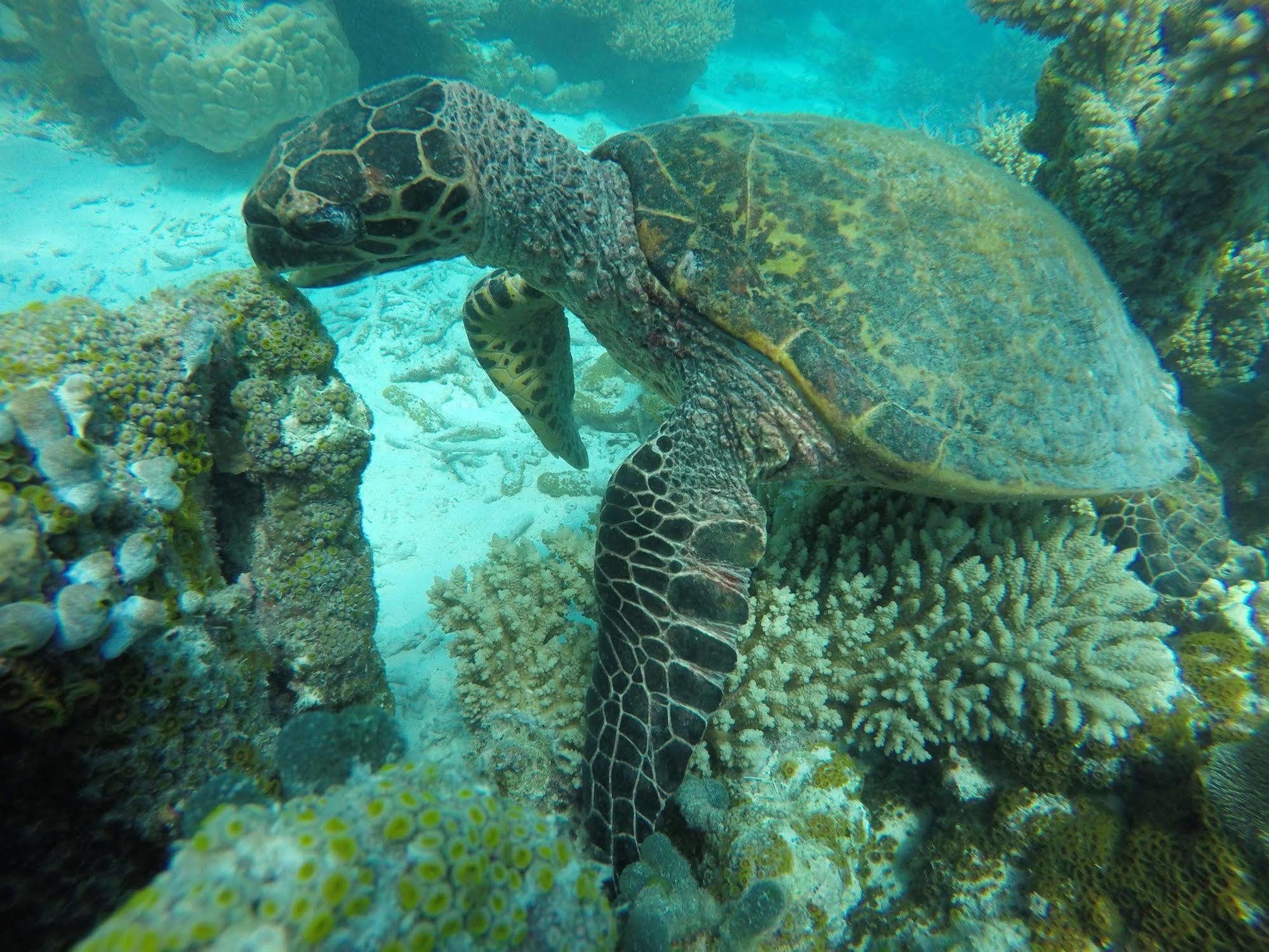 Lily Rest Maldives Hotel Maafushi Bagian luar foto